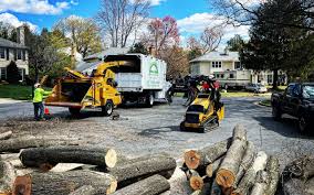 Best Tree Trimming and Pruning  in Norwich, NY